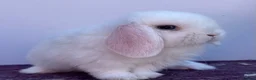 Mini Lop rabbits for sale: Blue eyed white buck - Advert 4