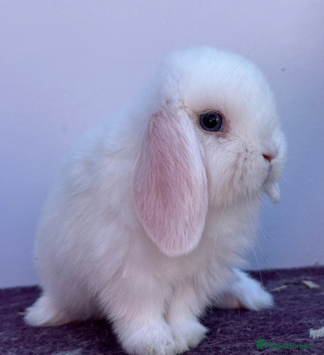 Mini Lop rabbits for sale: Blue eyed white buck - Advert 4