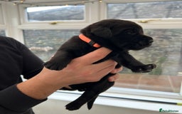 Labrador Retriever dogs for sale: Black Labrador Puppies - Image 4