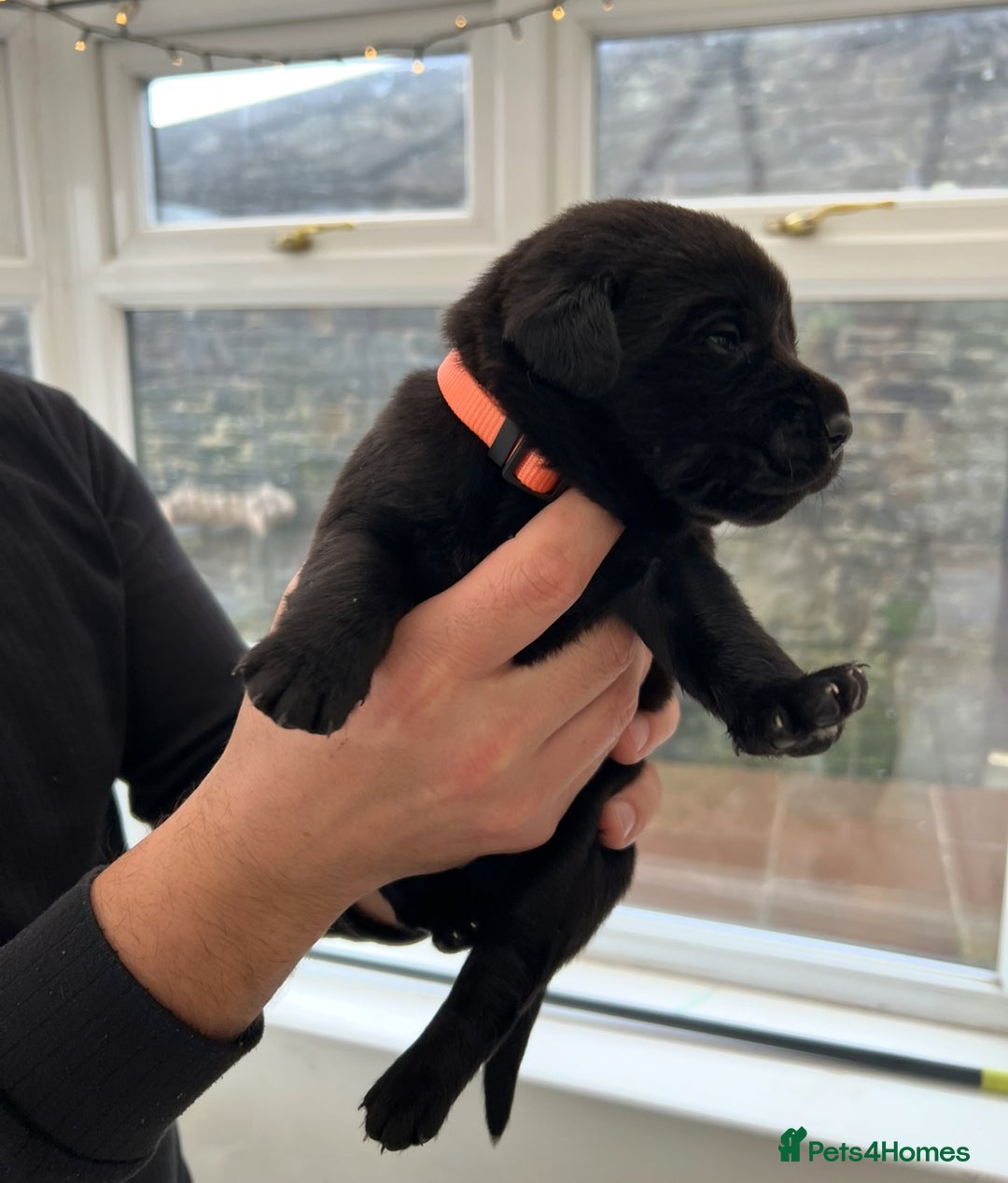 Labrador Retriever dogs for sale: Black Labrador Puppies - Image 4