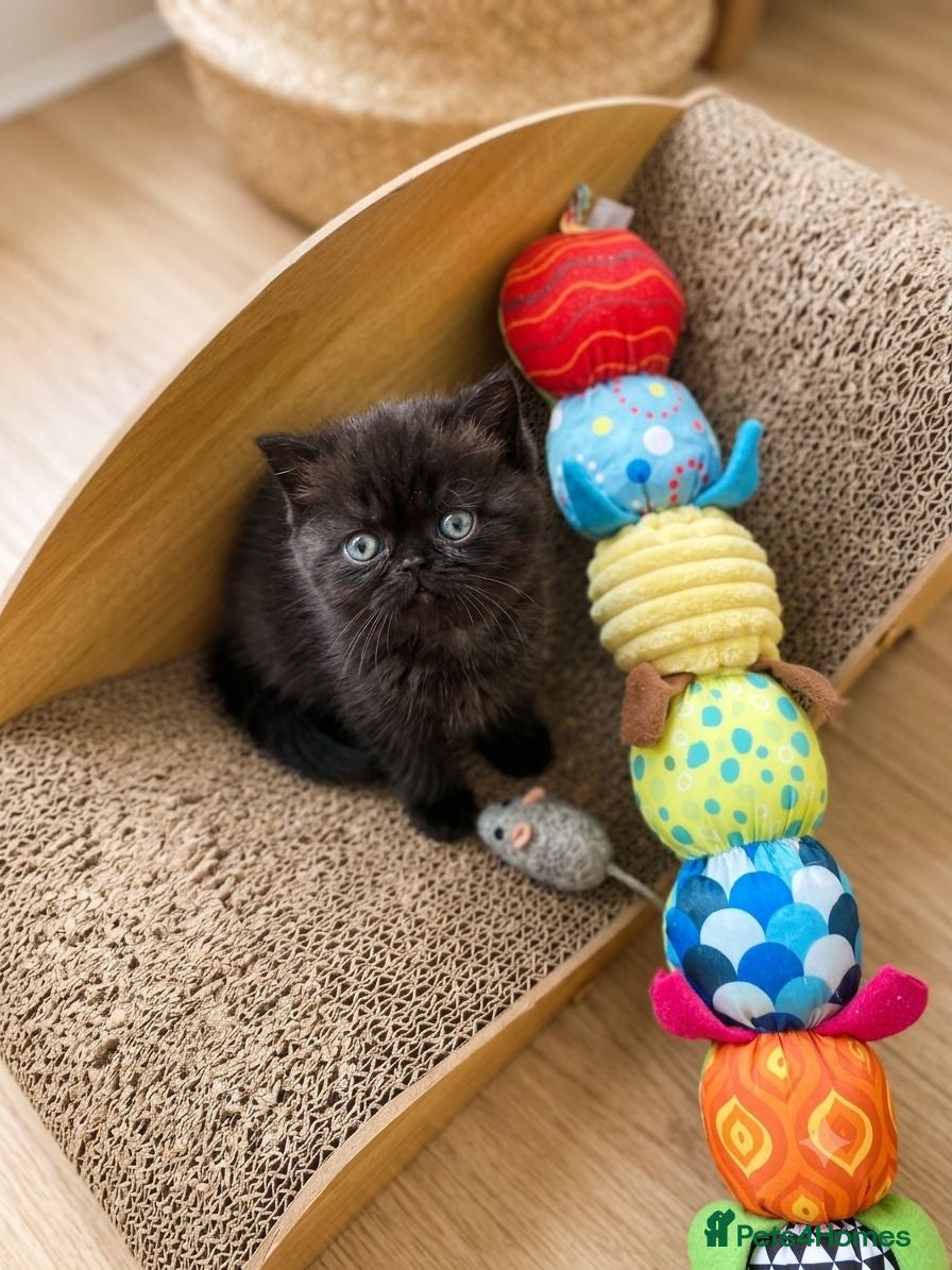 British Shorthair cats Little chocolate baby looking for a new home.❤️😛 - Advert 3
