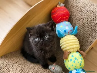 British Shorthair cats Little chocolate baby looking for a new home.❤️😛 - Advert 3