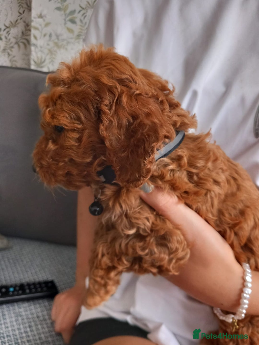 Cockapoo dogs for sale: Red cockapoo puppies - Image 14