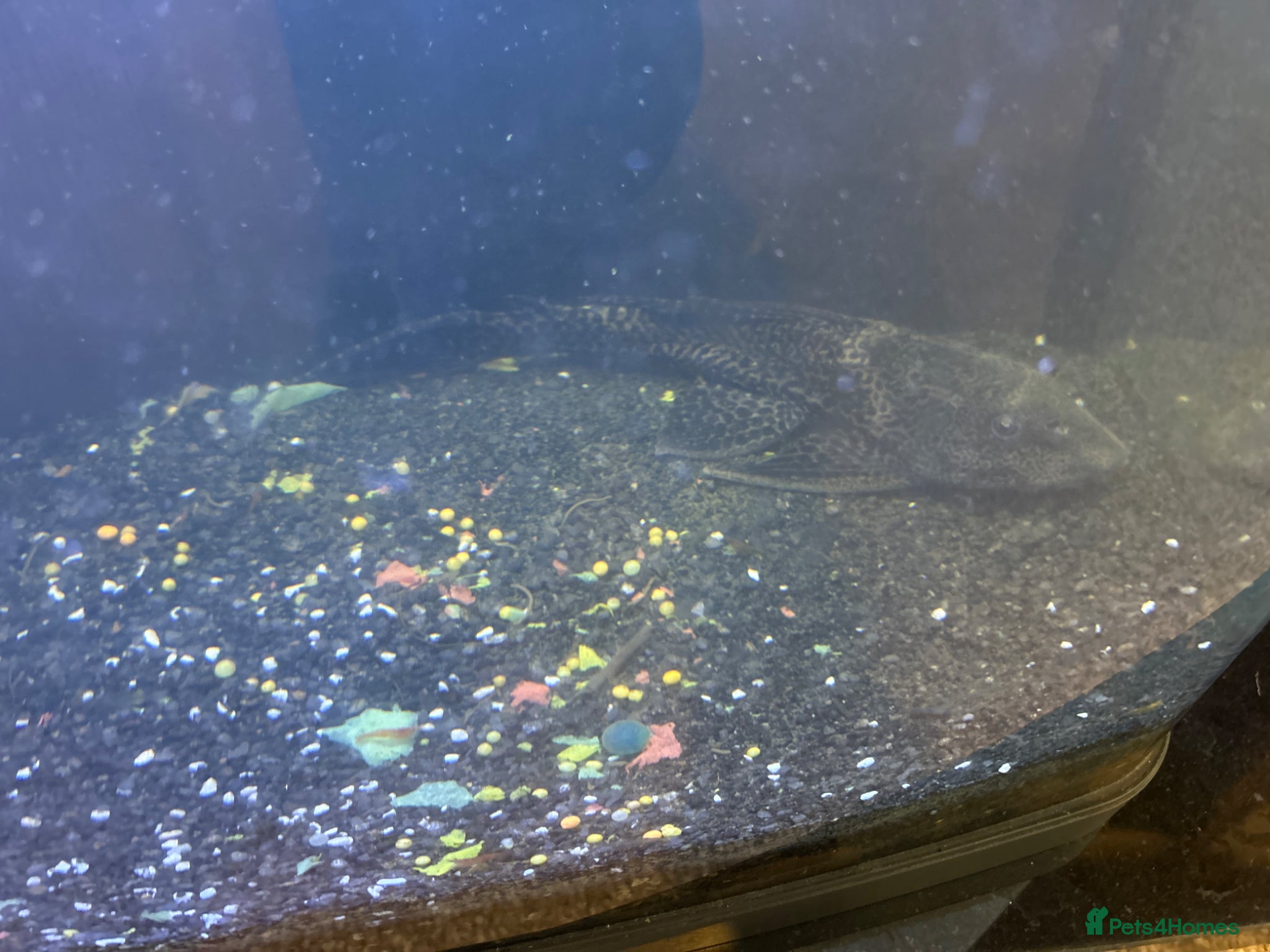 Plecos fish Large pleco (~15 cm) for sale. - Advert 1