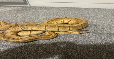 Python Snake reptiles Pastel Enchi Pinstripe Female - Advert 7