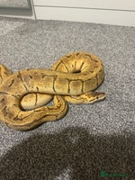 Python Snake reptiles Pastel Enchi Pinstripe Female - Advert 3