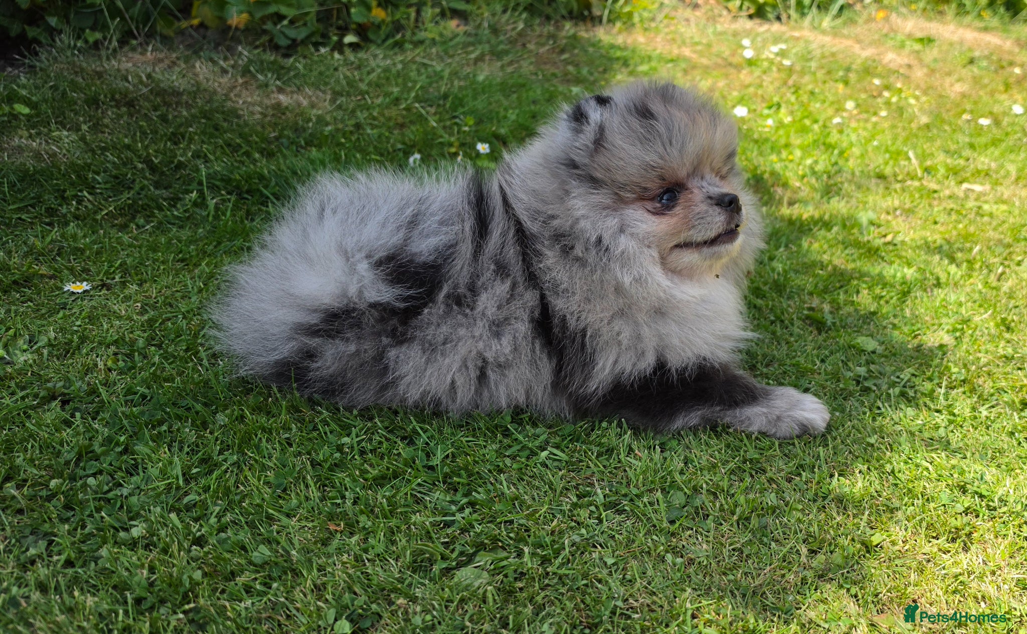 Pomeranian dogs for sale: Pomeranian puppies home raised  - Advert 6
