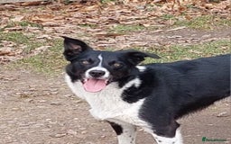 Border Collie dogs for sale: Female Short Hair Border Collie - Advert 1