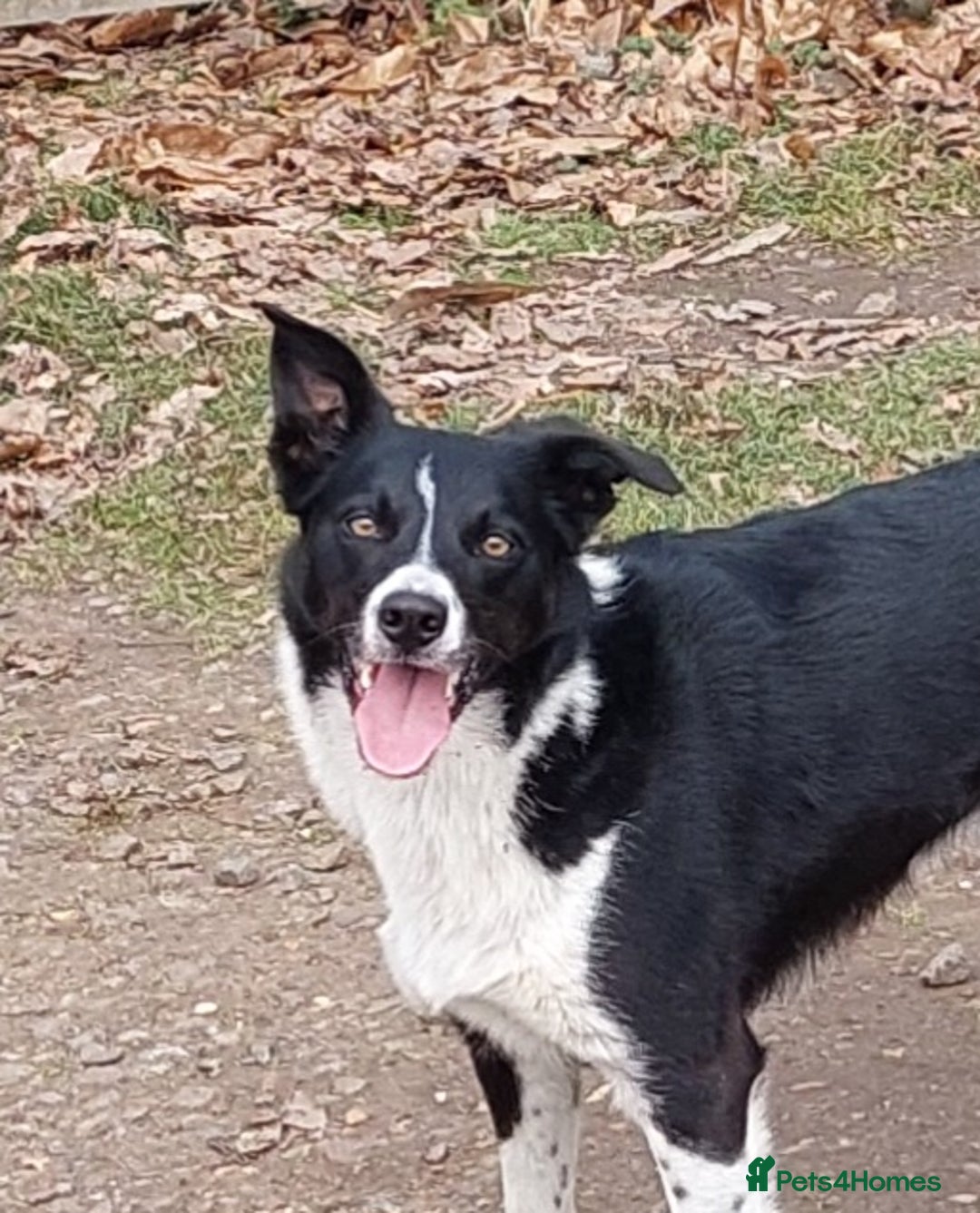 Border Collie dogs for sale: Female Short Hair Border Collie - Advert 1