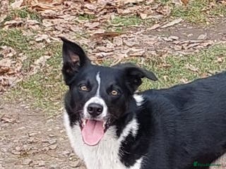 Border Collie dogs Female Short Hair Border Collie - Advert 5