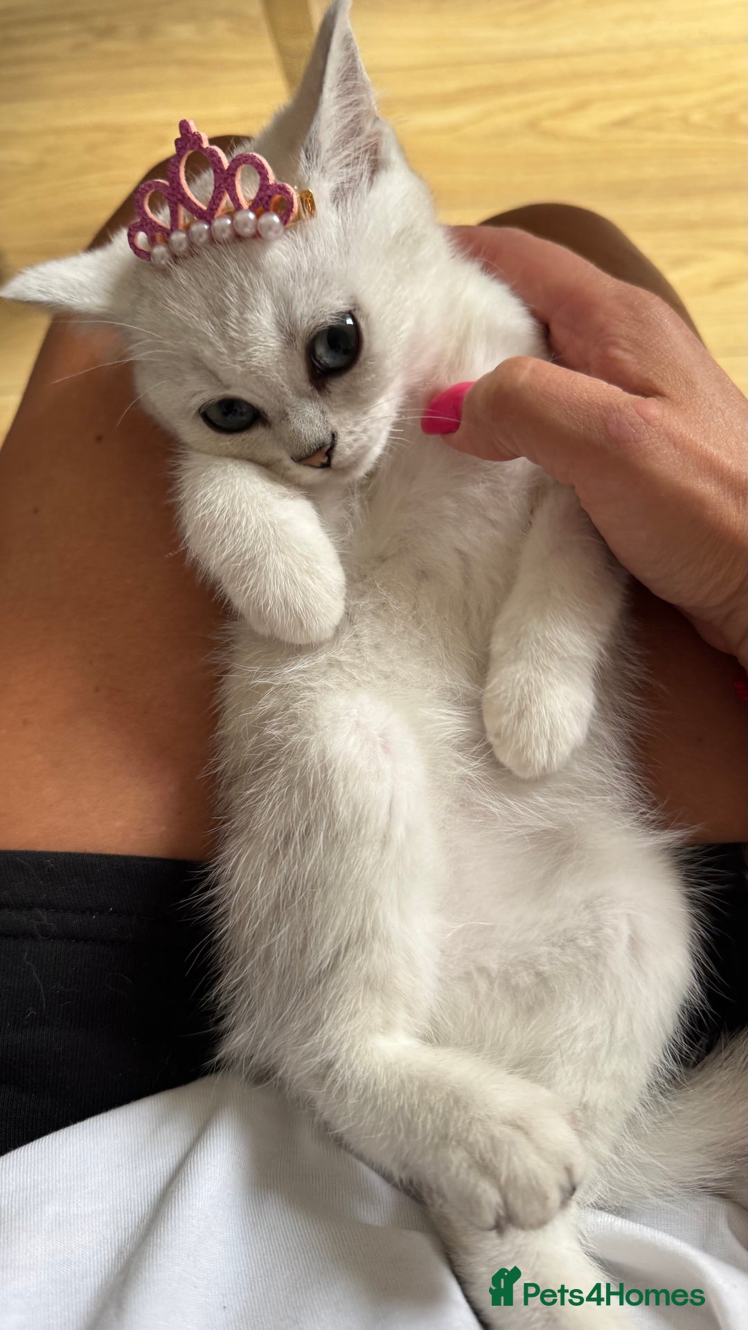 Scottish Fold cats for sale: Scottish Straight Girl  - Image 11