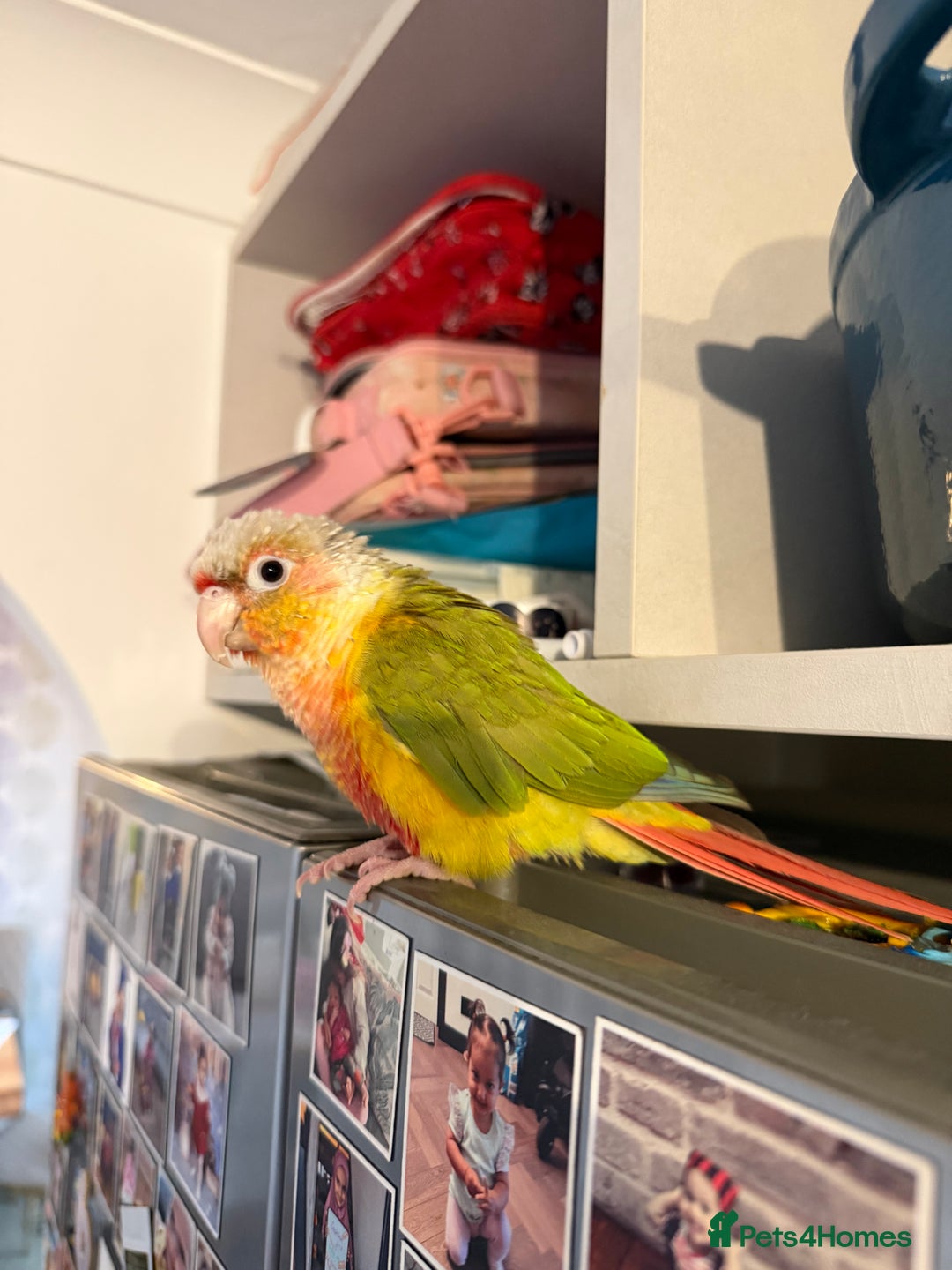Conures birds for sale: Pineapple Conure Hand reared and tame  - Advert 3