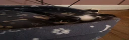 Mixed Breed cats for sale: 4 beautiful family kittens ready to leave now  - Advert 25