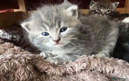 Perdoll cats for sale: FLUFFY PERDOLL KITTENS - Image 26