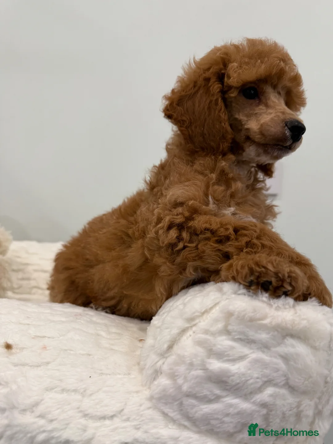 Miniature Poodle dogs for sale: 2 stunning boys available. Full kc & DNA clear.  - Advert 19