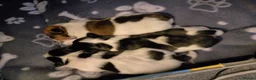 Jack Russell dogs for sale: Beautiful jack Russell puppies  in Bridgwater - Advert 16