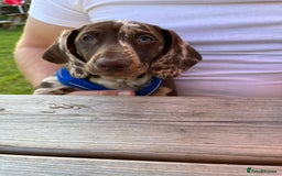 Miniature Dachshund dogs for stud: Miniature Male Dapple Dachshund available for STUD - Image 3