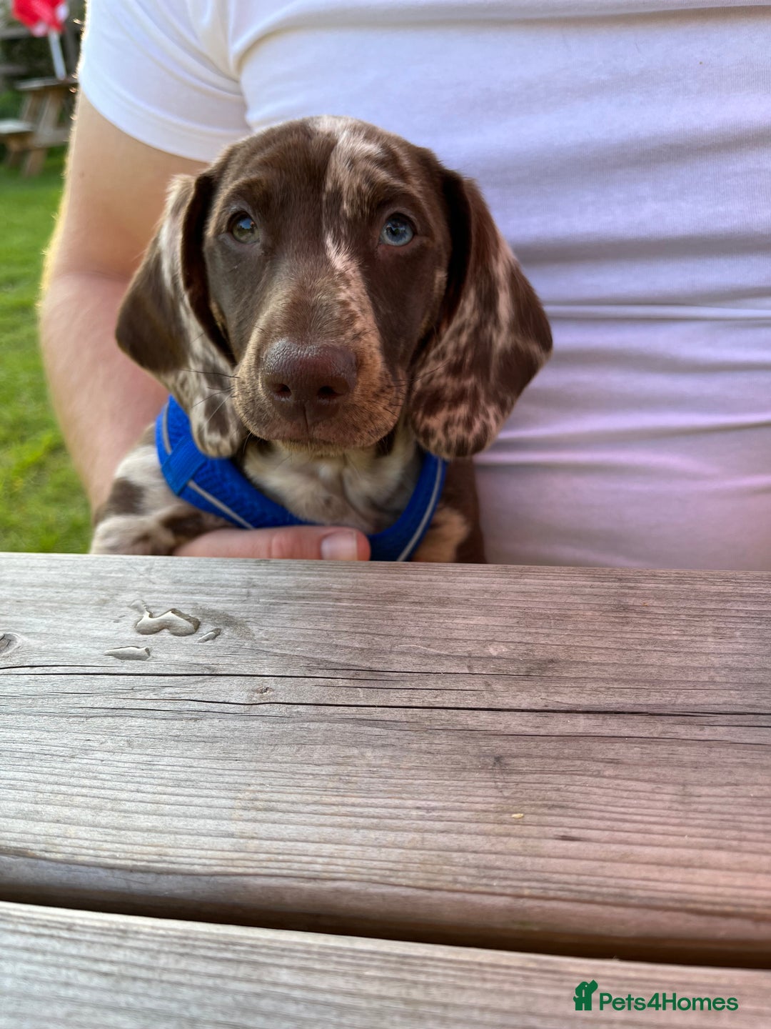 Miniature Dachshund dogs for stud: Miniature Male Dapple Dachshund available for STUD - Image 3