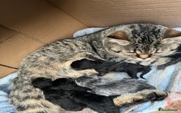 Persian cats for sale: Half Persian Kittens  - Image 4