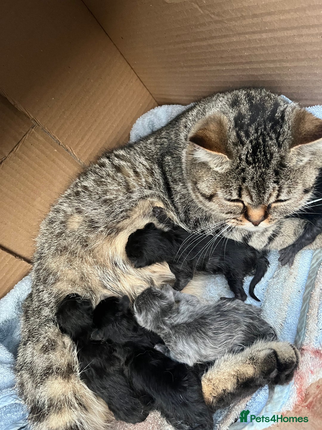 Persian cats for sale: Half Persian Kittens  - Image 4