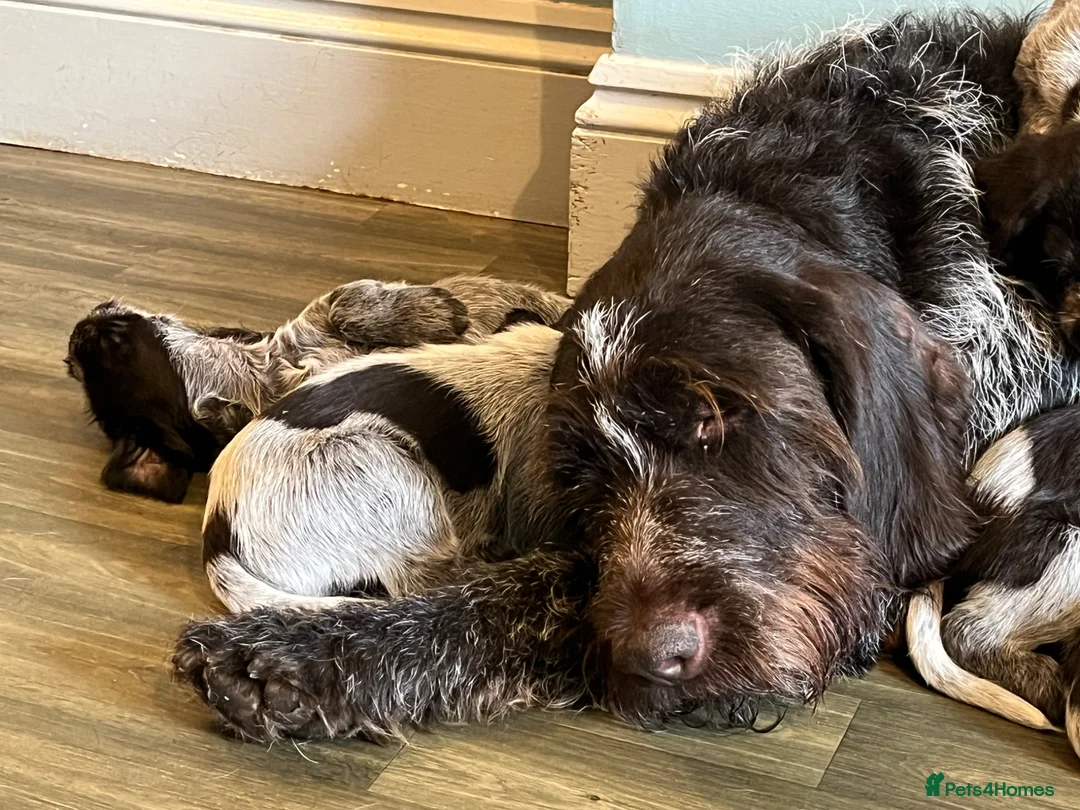 German Wirehaired Pointer dogs for sale: GWP puppies - Advert 15
