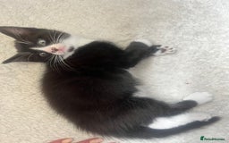 Norwegian Forest Cat cats for sale: Norwegian forest X kittens  - Image 11