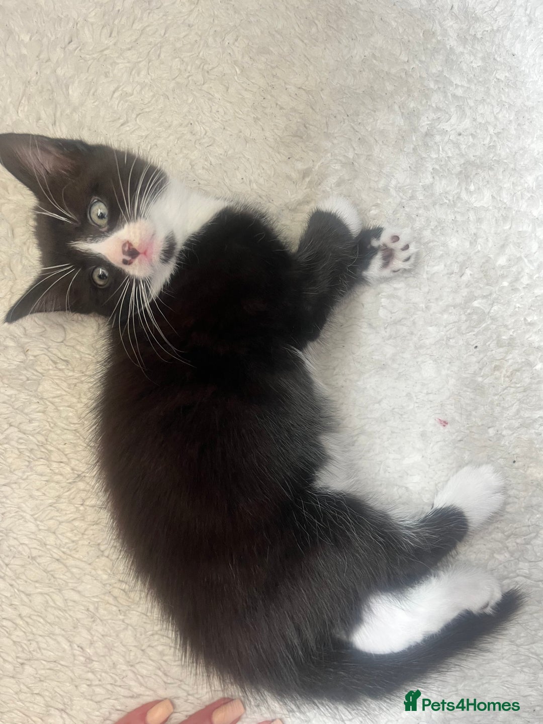 Norwegian Forest Cat cats for sale: Norwegian forest X kittens  - Image 11