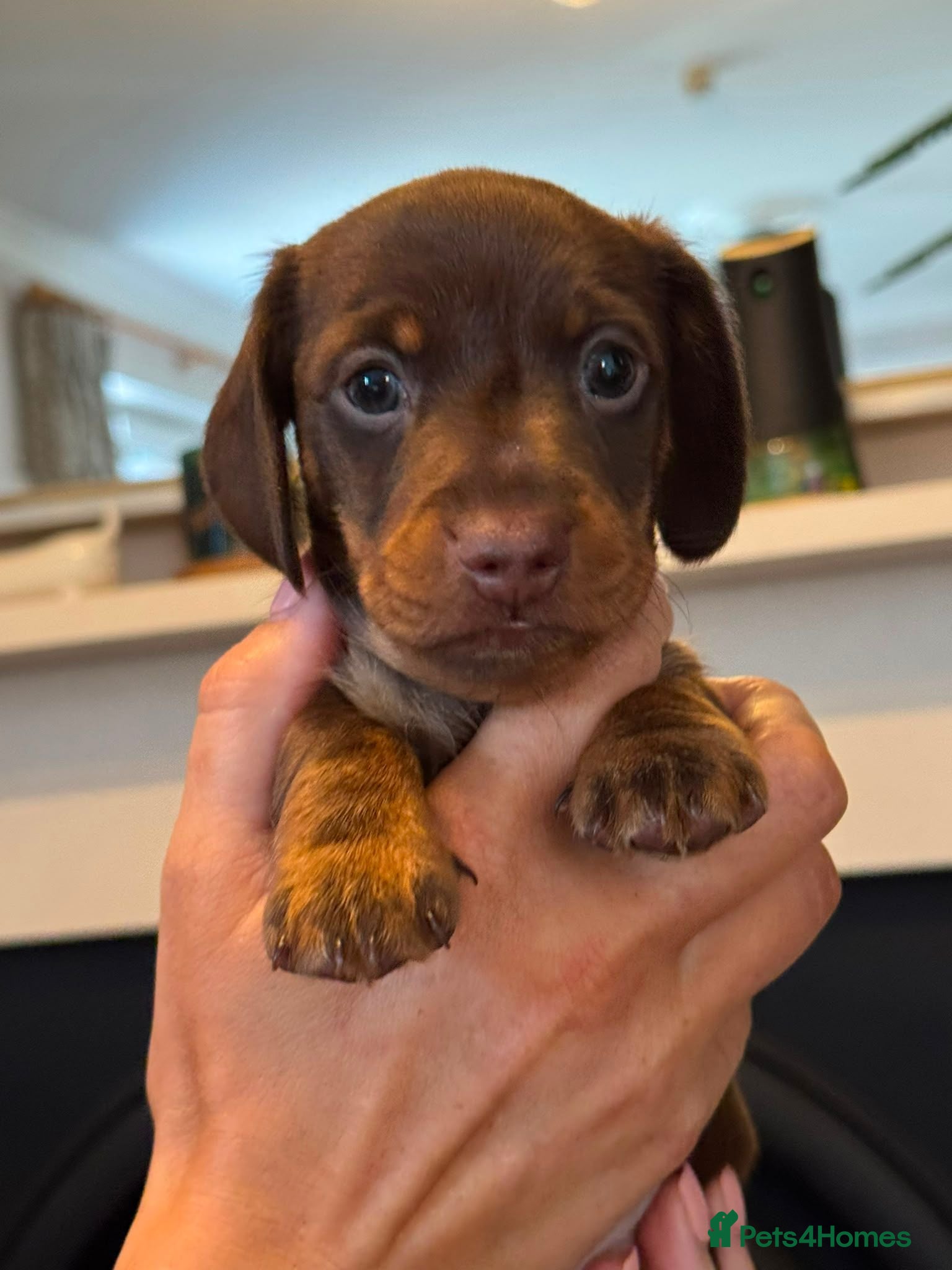 Miniature Dachshund dogs Two chocolate males - Advert 18