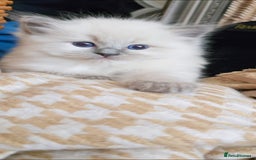 Ragdoll cats for sale: Ragdoll x Persian - Image 5