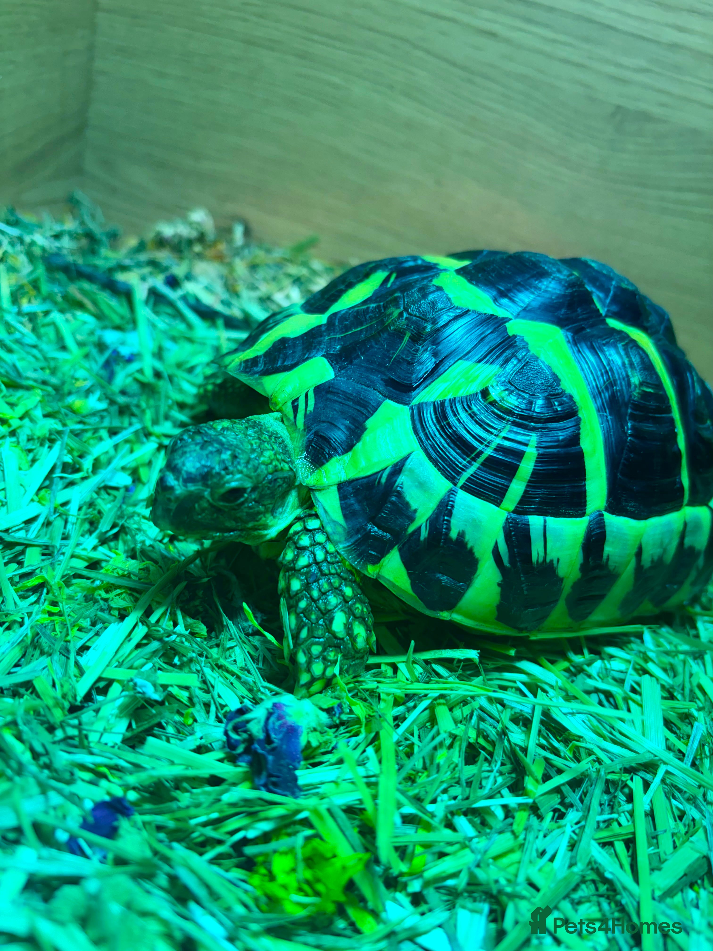 Hermann Tortoise reptiles Dwarf Herman tortoise - Advert 1