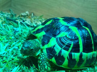 Hermann Tortoise reptiles Dwarf Herman tortoise - Advert 1