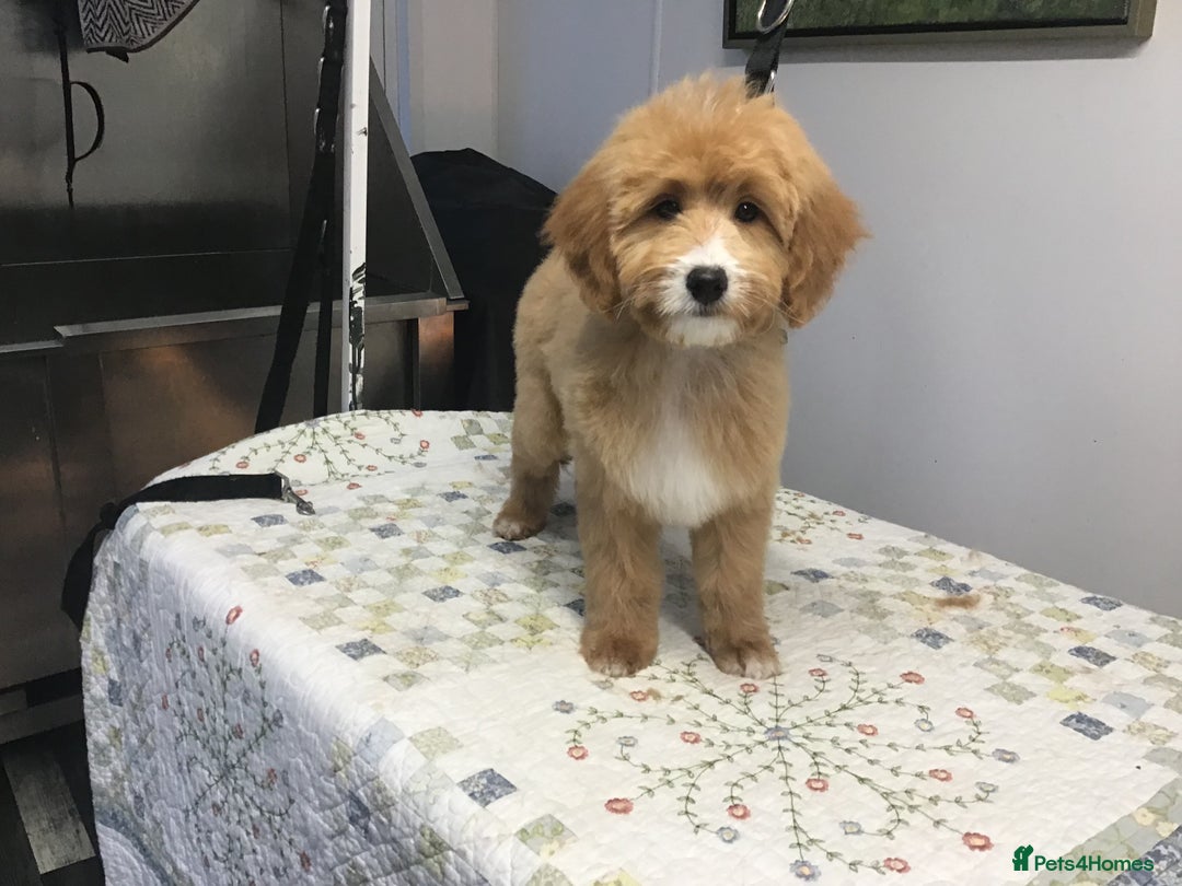 Bernedoodle dogs for sale: Rare Toy bernedoodles  - Advert 10