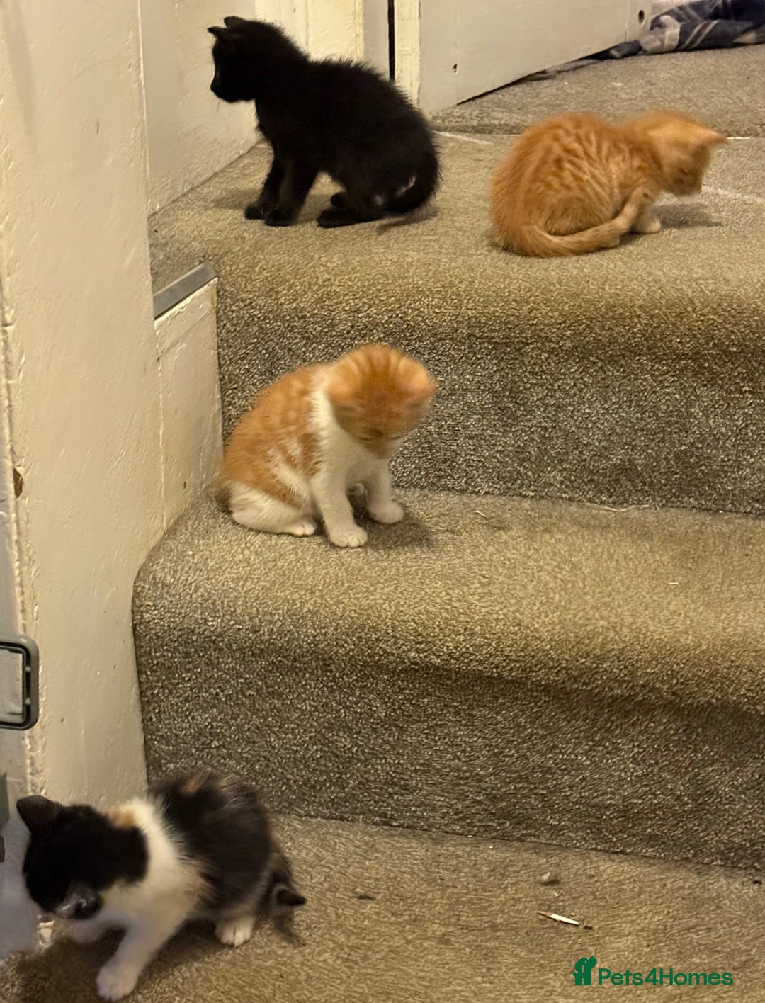 Mixed Breed cats for sale: 3 beautiful kittens wonderful pets - Advert 2