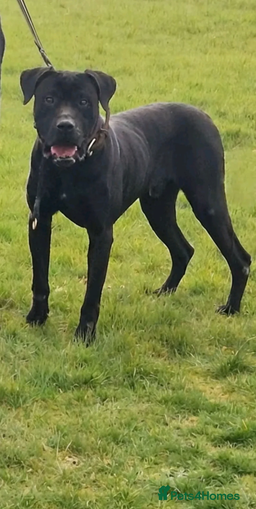 Presa Canario dogs for sale: Presa canario male 4 years old - Advert 3