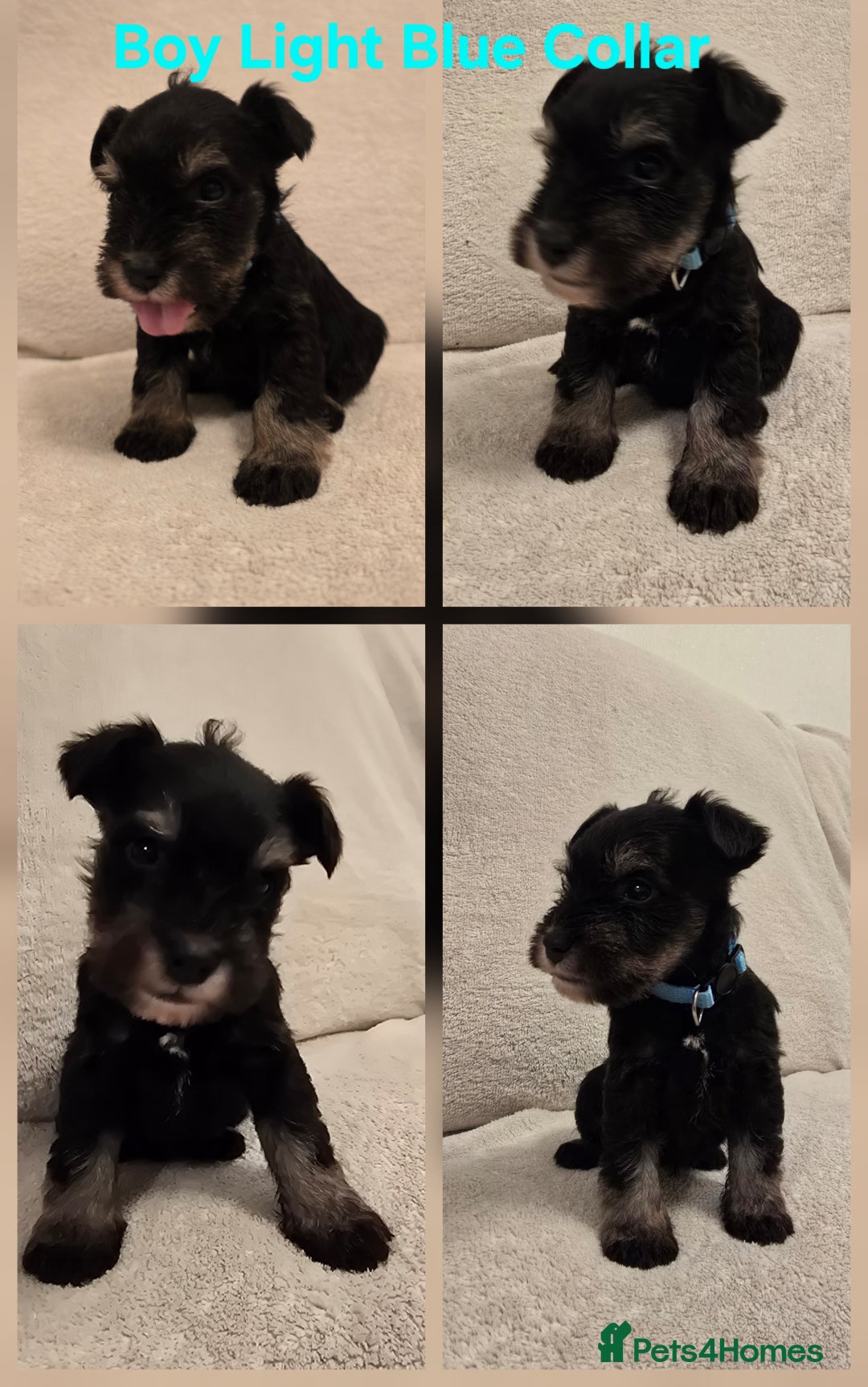 Miniature Schnauzer dogs for sale: KC Miniature Schnauzer Puppies ready in January - Advert 5