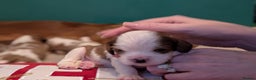 Cavalier King Charles Spaniel dogs for sale: Beautiful cavalier king Charles pups born 24/12 - Advert 9