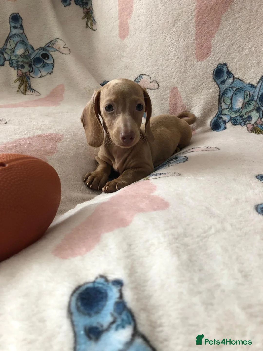 Miniature Dachshund dogs for sale: Miniature dachshund puppies - Advert 20