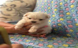 Maltese dogs for sale: Tiny kc registered maltese Korean boys  - Image 25