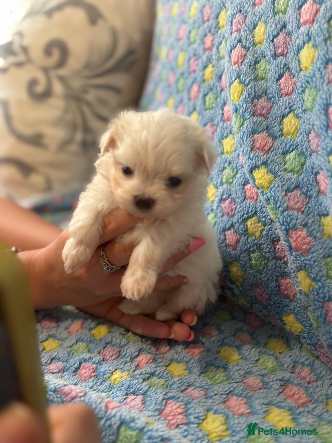 Maltese dogs for sale: Tiny kc registered maltese Korean boys  - Image 25