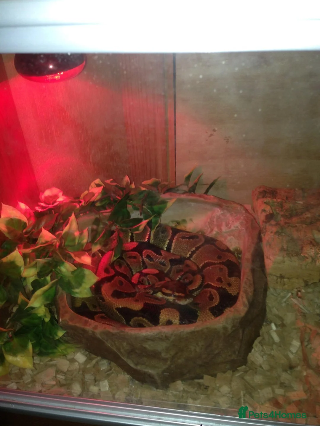 Snake reptiles for sale: 4 Year Old Royal Python For Sale in Birmingham - Advert 2