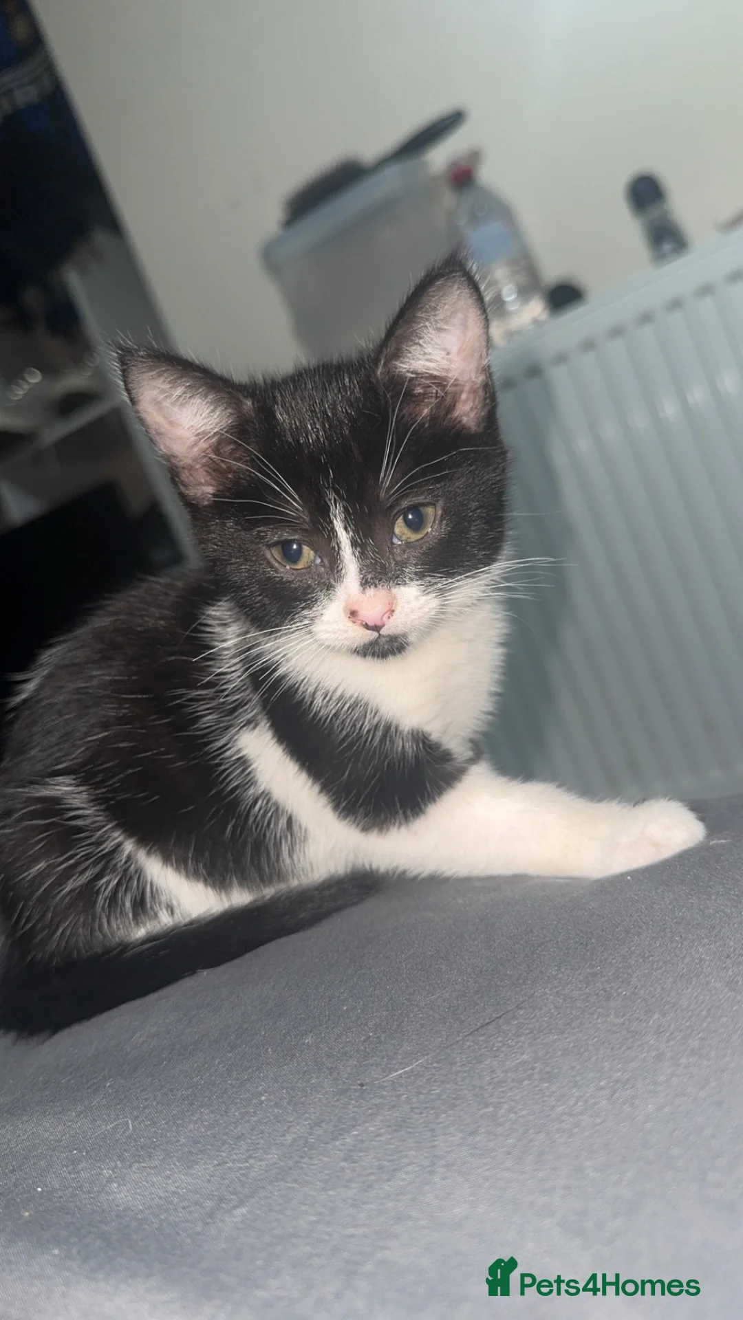 Domestic Shorthair cats for sale: Female domestic shorthair  in Southampton - Advert 1