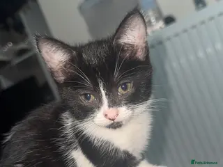 Domestic Shorthair cats Female domestic shorthair - Advert 1