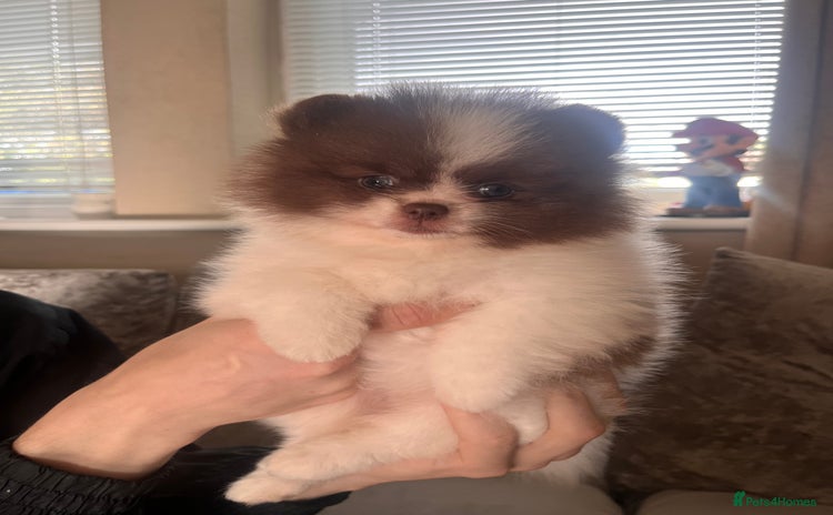 Pomeranian dogs - Advert 14