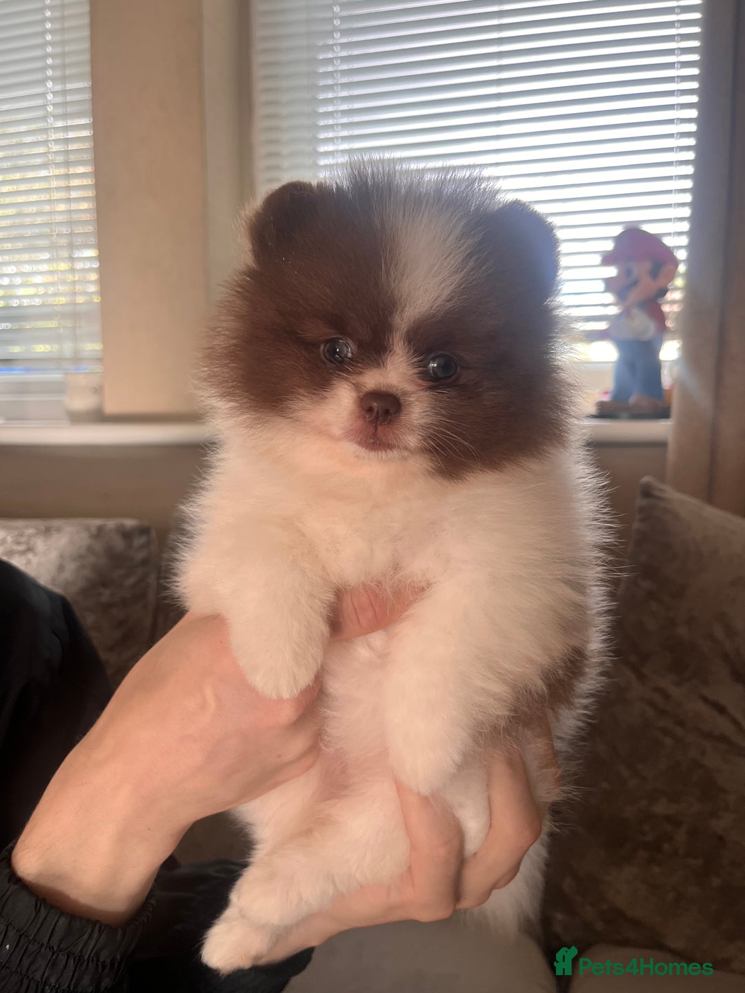 Pomeranian dogs for sale: Stunning Tiny Teddy Bear Pomeranians  - Image 2