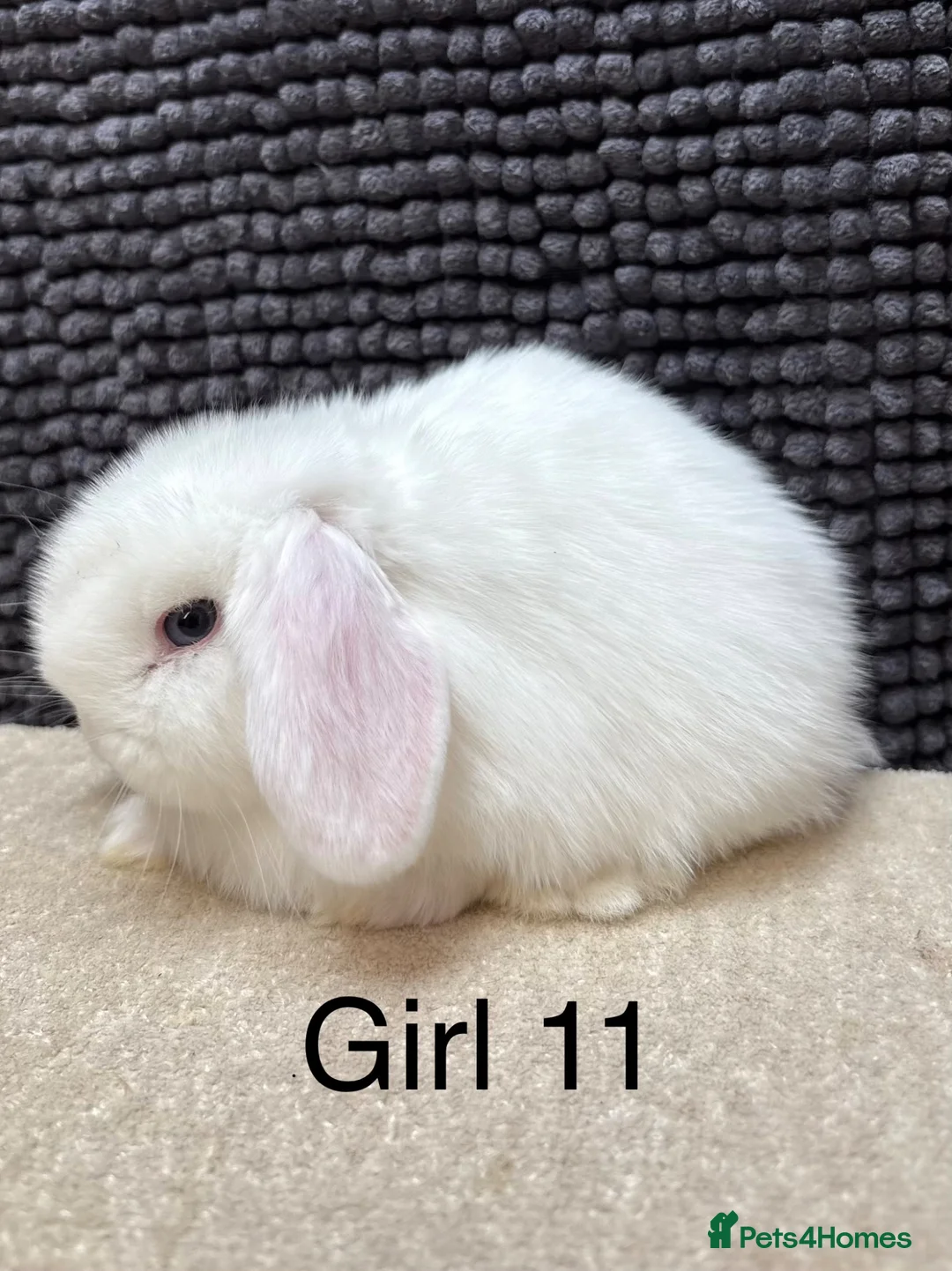 Dwarf Lop rabbits for sale: *VACCINATED* Super friendly dwarf lops  - Advert 12