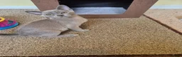 Burmese cats for sale: Gorgeous Pedigree Burmese Kittens - Advert 20