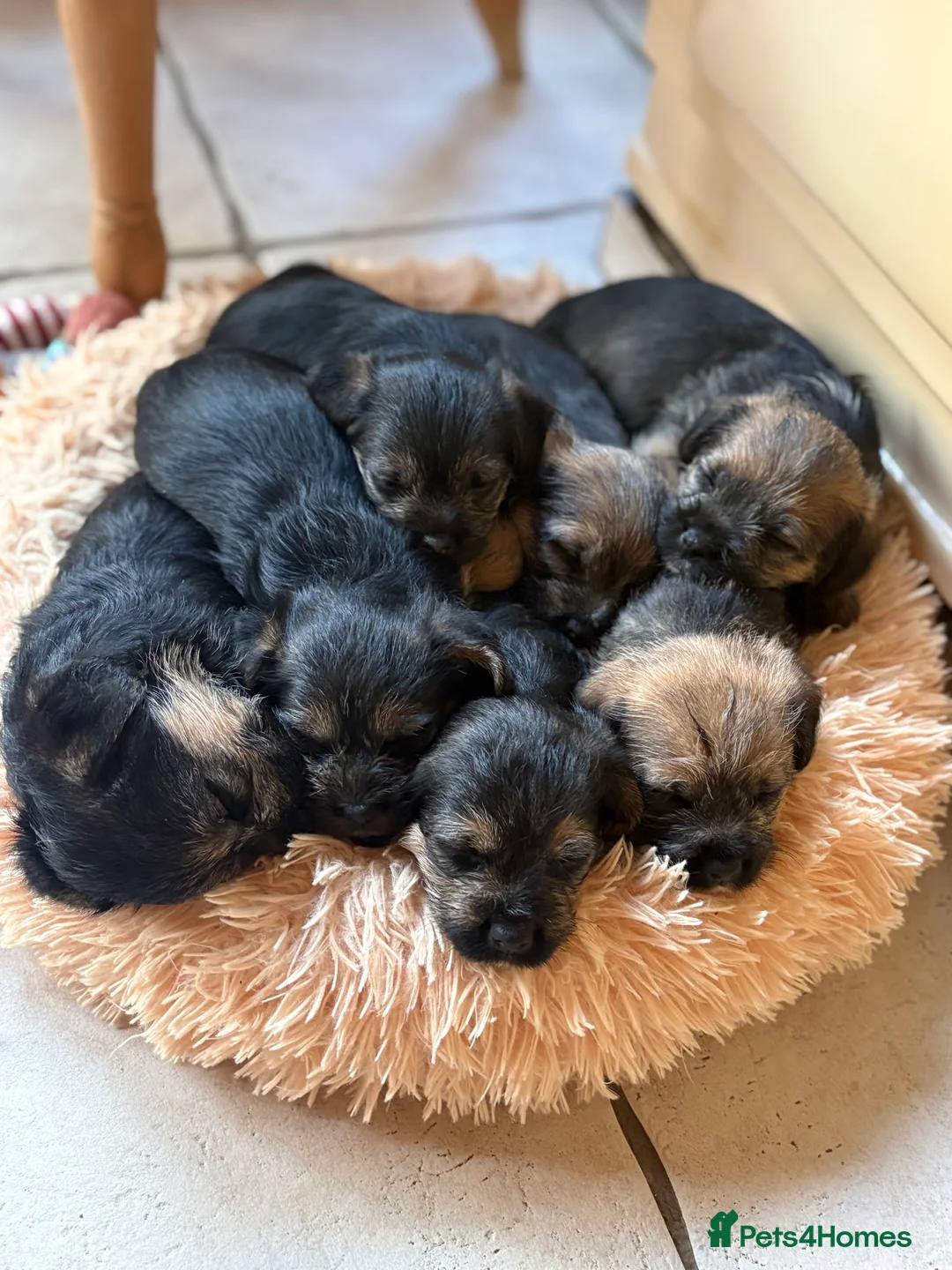 Mixed Breed dogs for sale: Sealyham / Lucas terrier type - Advert 8