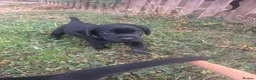 Labrador Retriever dogs for sale: Labrador puppies  in Welwyn Garden City - Advert 8