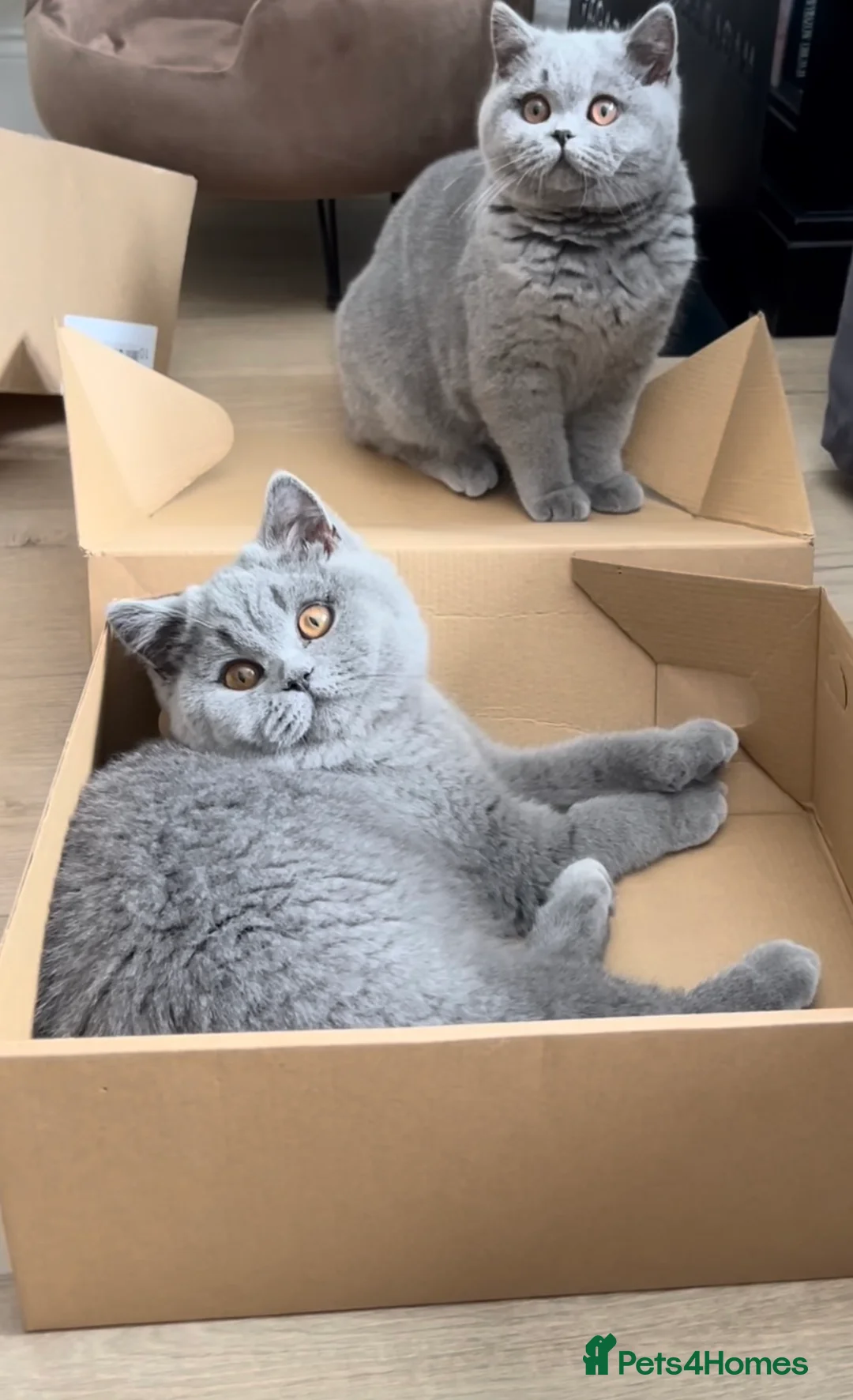 British Shorthair cats for sale: British short hair fluffy kittens,London based - Advert 2