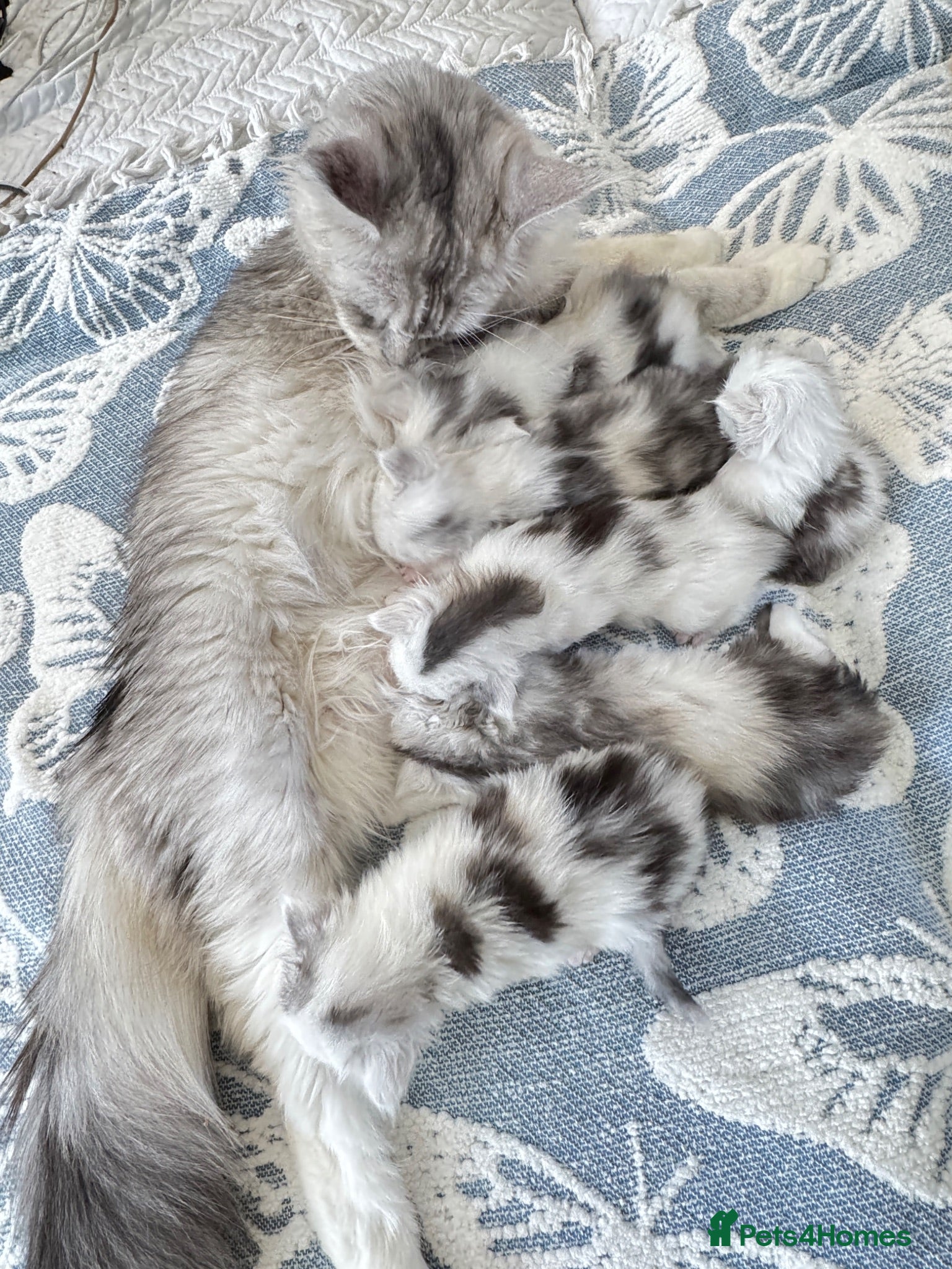 Maine Coon cats for sale: 🐾 Beautiful Maine Coon kittens  - Advert 1